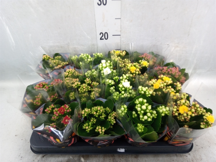 <h4>Kalanchoe blos.   ..rosebud mix  5</h4>