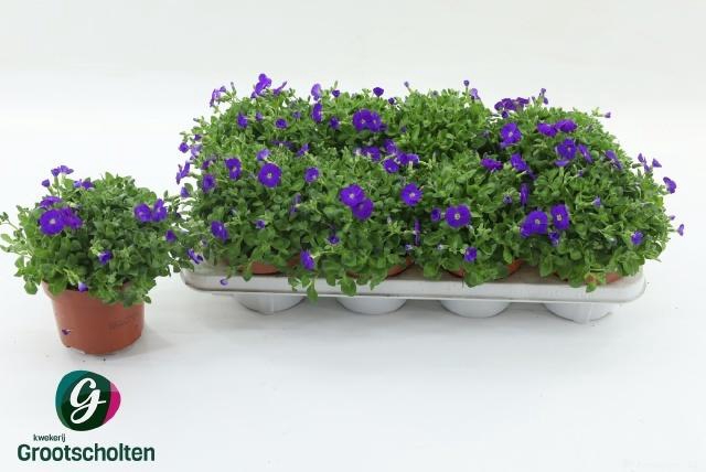 <h4>AUBR GRACILIS KITTE</h4>