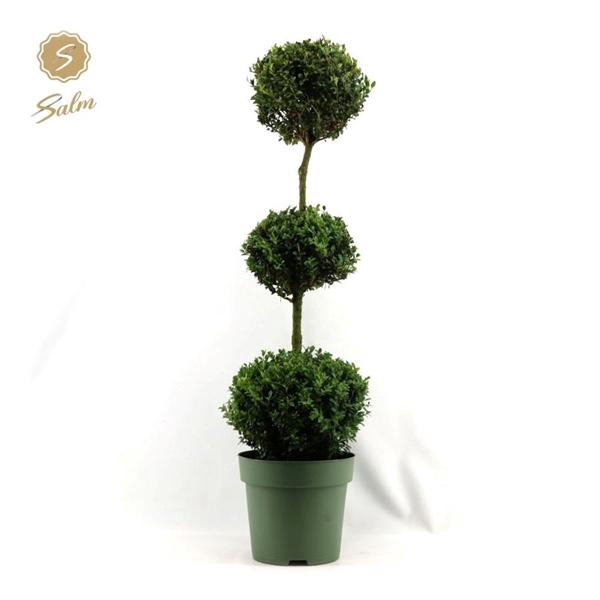 <h4>Buxus semp. Trio-Ball on Stem</h4>