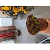 SEMPERVIVUM-HYBRID P12 M.ETIKET