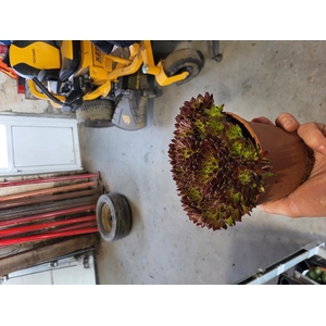 SEMPERVIVUM-HYBRID P12 M.ETIKET