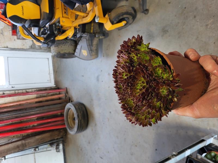 SEMPERVIVUM-HYBRID P12 Z. ETIKET