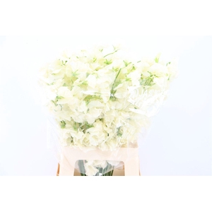 Lathyr Odor Xxl Cream