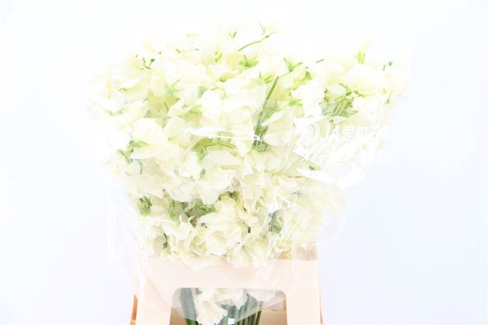 <h4>Lathyr Odor Xxl Cream</h4>