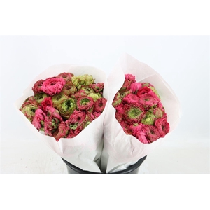 Ran Ponpon Ex Alladin