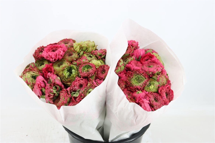 <h4>Ran Ponpon Ex Alladin</h4>