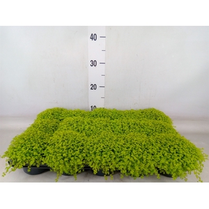 Soleirolia soleirolii 'Aurea'