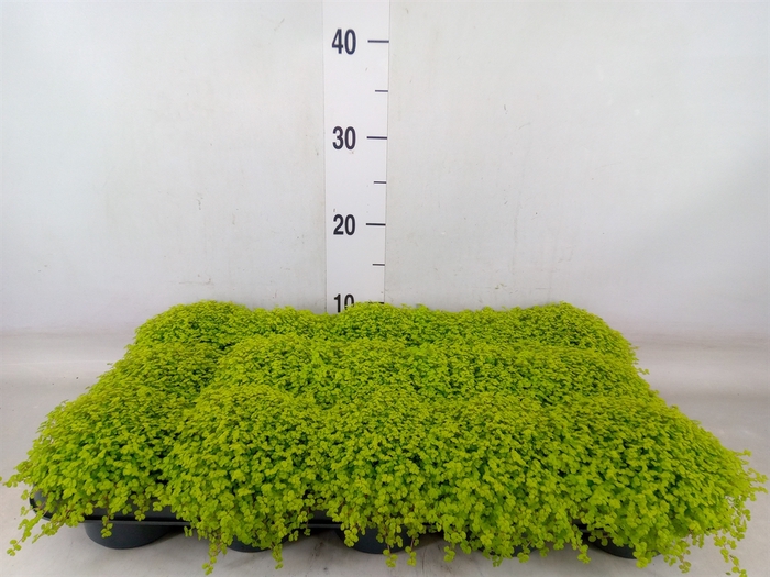 <h4>Soleirolia soleirolii 'Aurea'</h4>