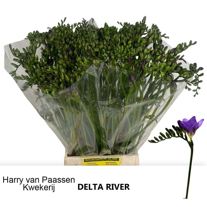 <h4>Fr En Delta River</h4>