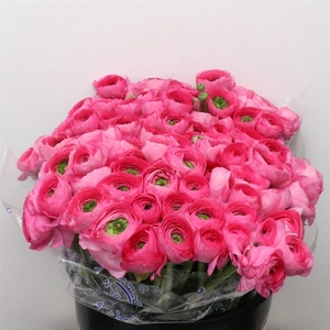 Ran Su Sr Rosado Dark Pink