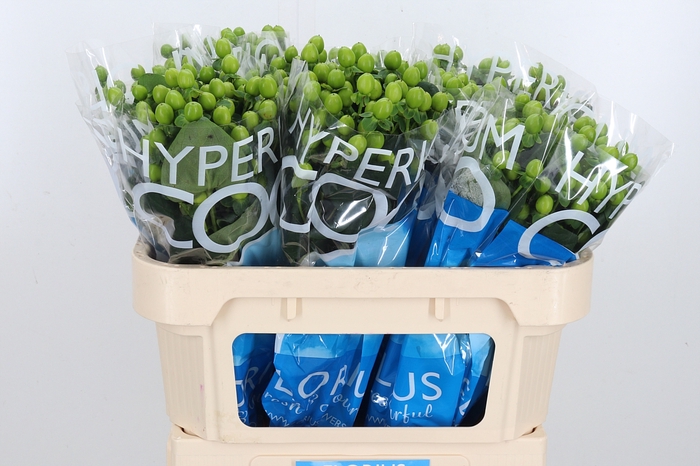 <h4>Hyp Coco Bamboo</h4>