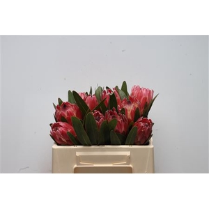 Protea Red Ice