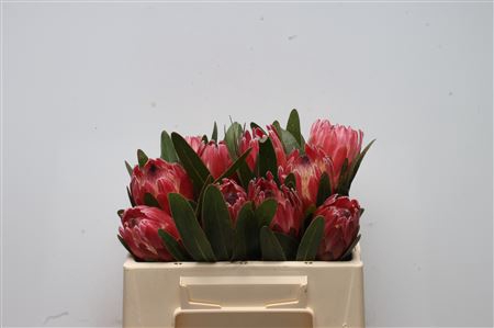 Protea Red Ice