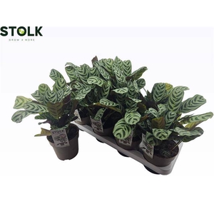 CTENANTHE BURLE-MARX