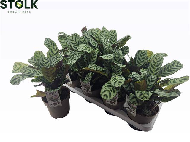 <h4>CTENANTHE BURLE-MARX</h4>