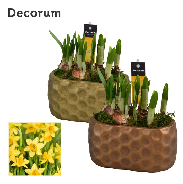 <h4>Narcis Rava HL15333N</h4>