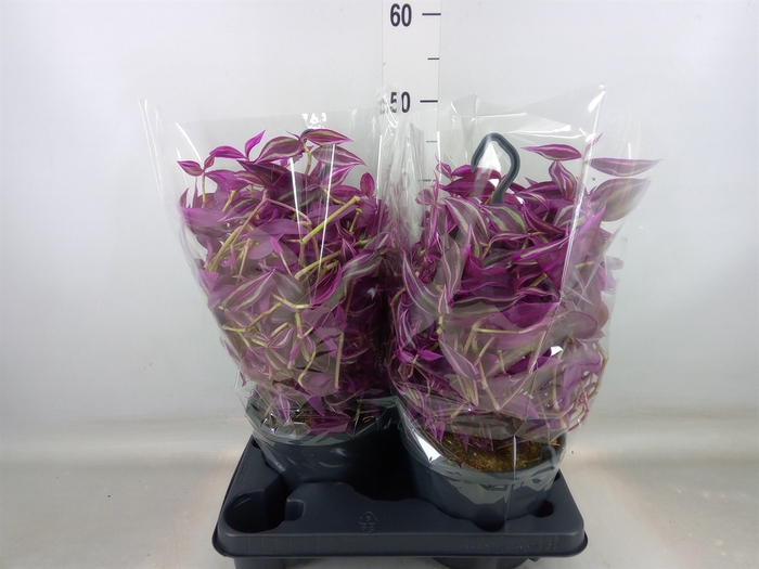 <h4>Tradescantia zebr. 'Pink Paradise'</h4>