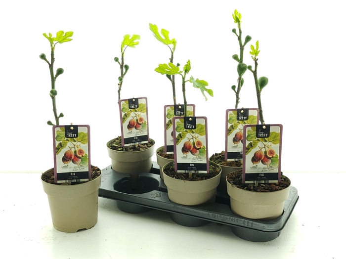 <h4>FICUS CARICA</h4>