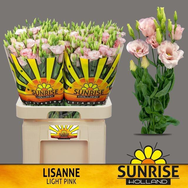 Eustoma gef Lisanne Light Pink