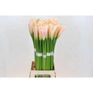 Zantedeschia Eydolls Salmon