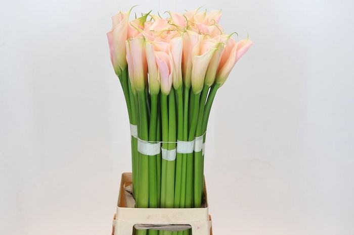 Zantedeschia Eydolls Salmon