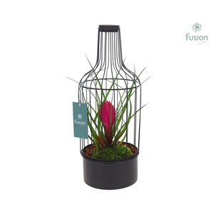 Metaal fles zwart Medium met Tillandsia Flabellata
