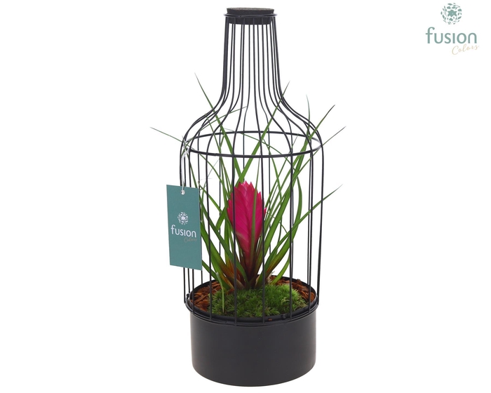 <h4>Metaal fles zwart Medium met Tillandsia Flabellata</h4>