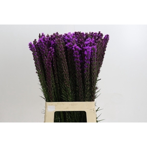 Liatris Callilepis