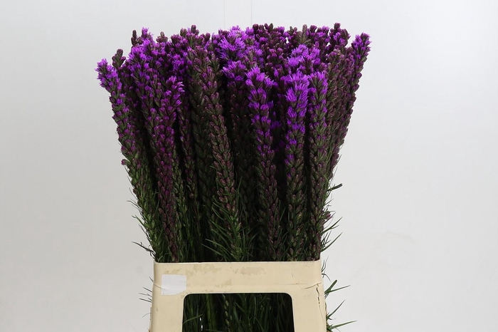<h4>Liatris Callilepis</h4>