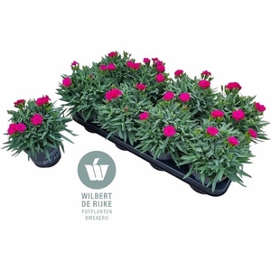 DIAN PEMAN VIOLET P12