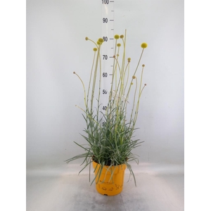 Craspedia globosa 'Golf Beauty'