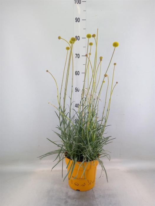 <h4>Craspedia globosa 'Golf Beauty'</h4>