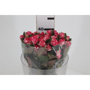 ROSA SPRAY FIREWORKS 040 CM BICOLOR