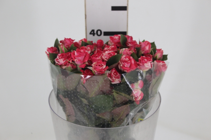 <h4>ROSA SPRAY FIREWORKS 040 CM BICOLOR</h4>