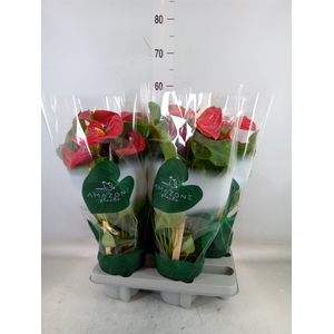 Anthurium andr. 'Nevada'