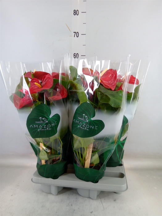 <h4>Anthurium andr. 'Nevada'</h4>
