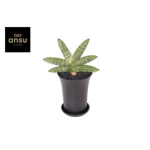 Sansevieria Inti Mini No. 5 XL in sierpot