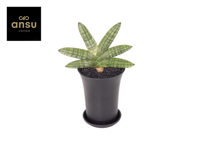 <h4>Sansevieria Inti Mini No. 5 XL in sierpot</h4>