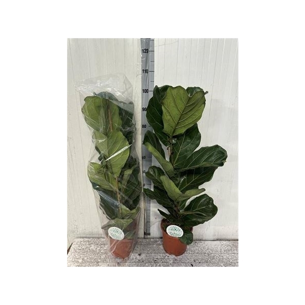 <h4>Ficus Lyrata</h4>