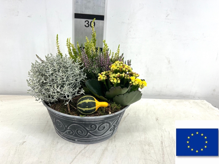 <h4>ARR TUINPLANTEN</h4>