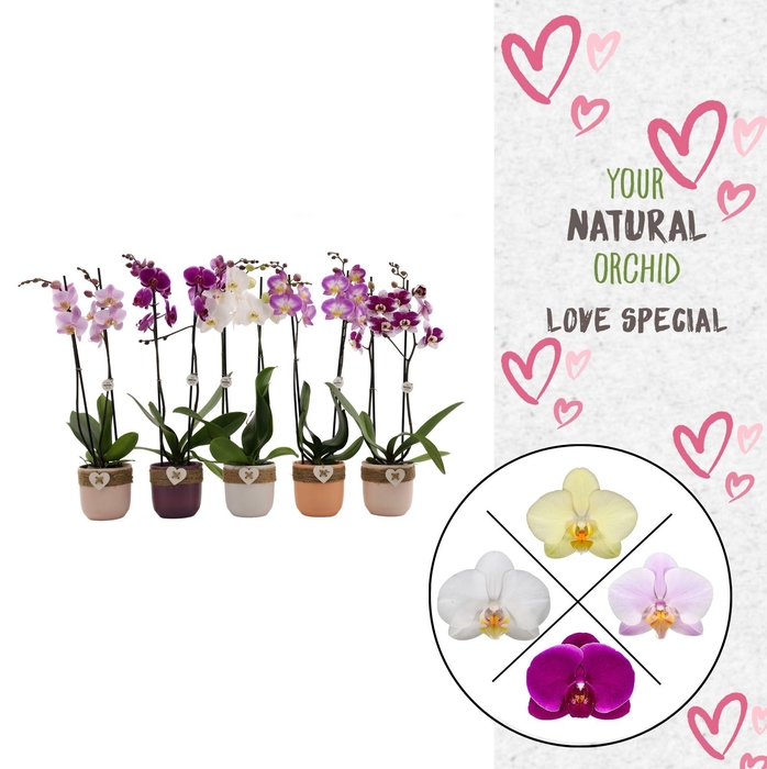 <h4>Your Natural Orchid | Mix seizoenskeramiek | Phal 2 spike</h4>