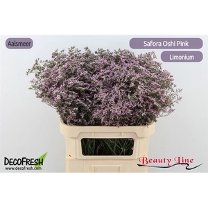 Lim Safora Oshi Pink