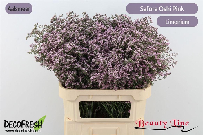 Lim Safora Oshi Pink