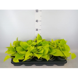 Epipremnum pinn. 'Golden Pothos'