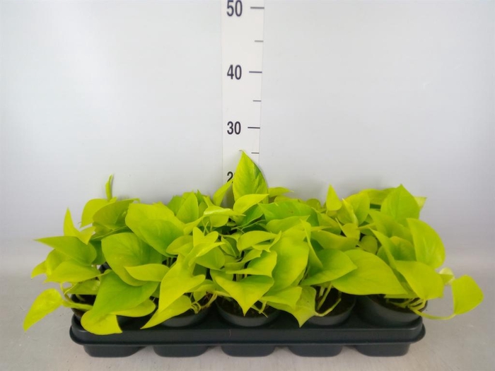 <h4>Epipremnum pinn. 'Golden Pothos'</h4>