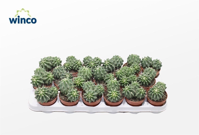 <h4>FEROCACTUS GLAUCES</h4>