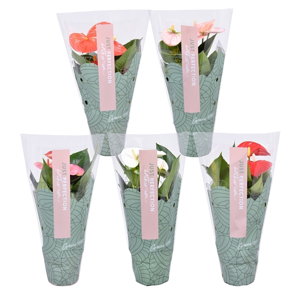 Anthurium ''Just perfection®'' XL-Flowers mix