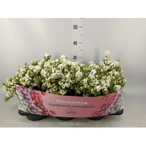 Gaultheria mucronata