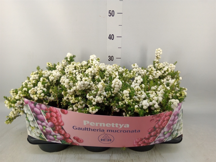 <h4>Gaultheria mucronata</h4>