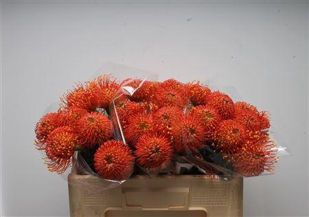 Leuco Ayoba Orange Zest